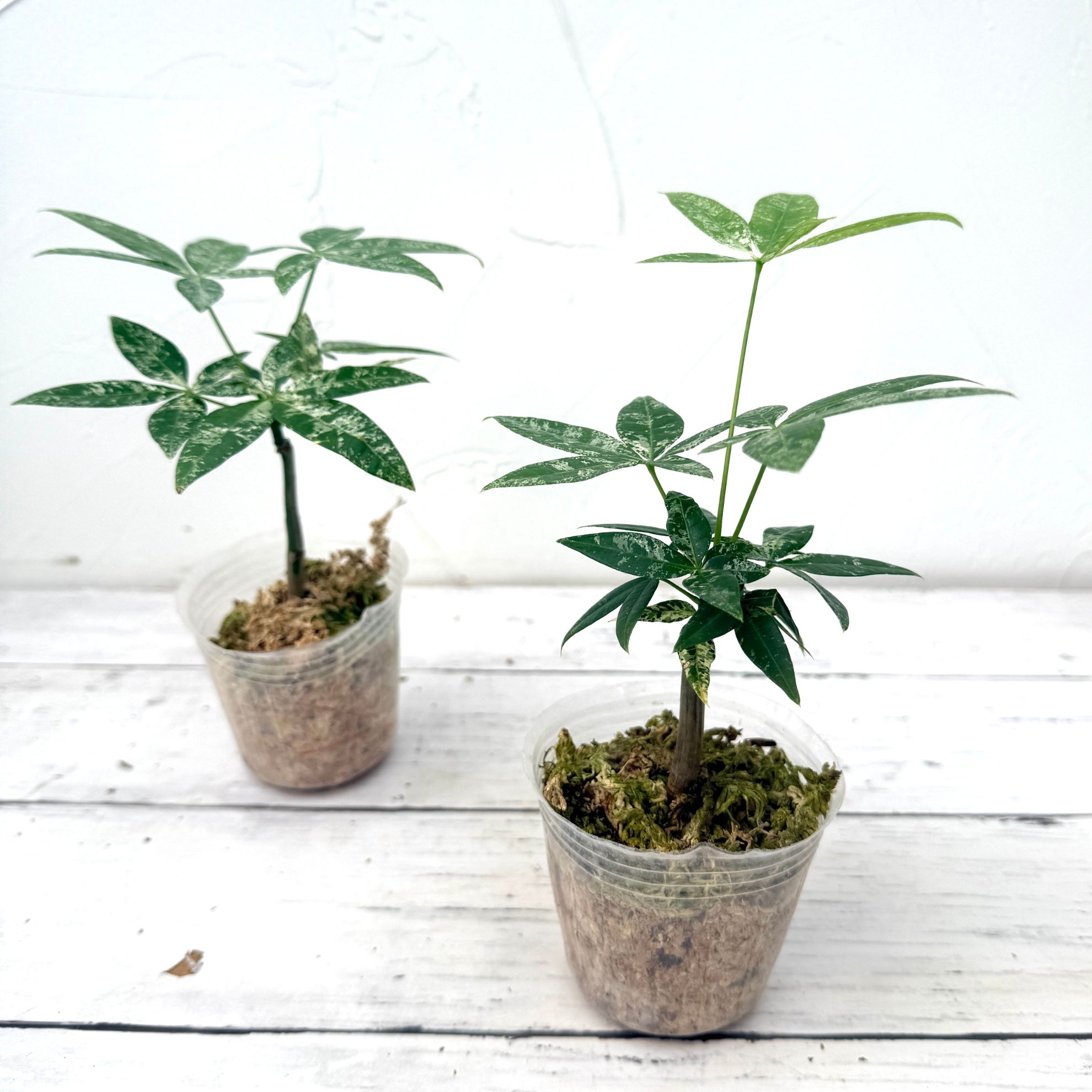 楽天市場】『「パキラ ミルキーウェイ」実生苗 斑入り 』2.5号ポット鉢