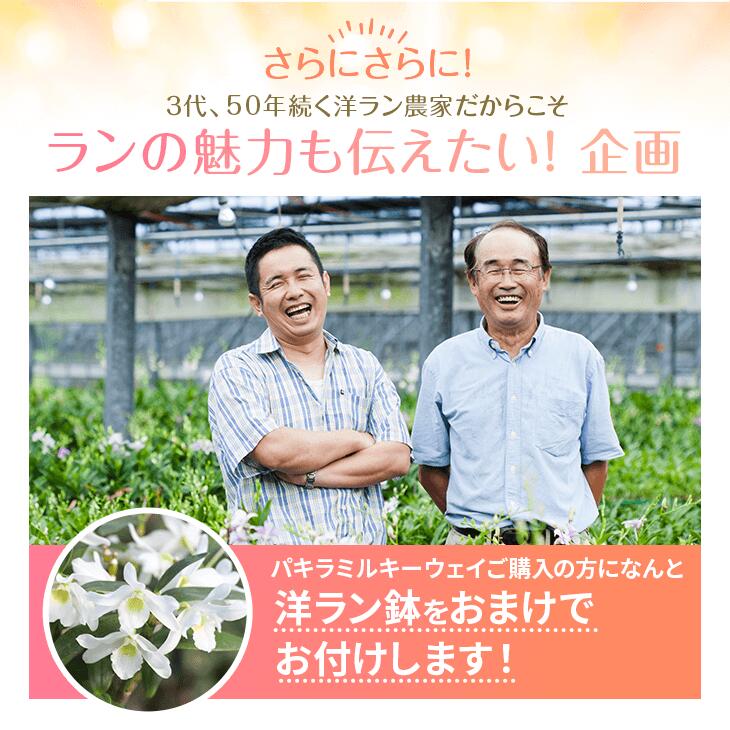 楽天市場】『「パキラ ミルキーウェイ」実生苗 斑入り 』2.5号ポット鉢