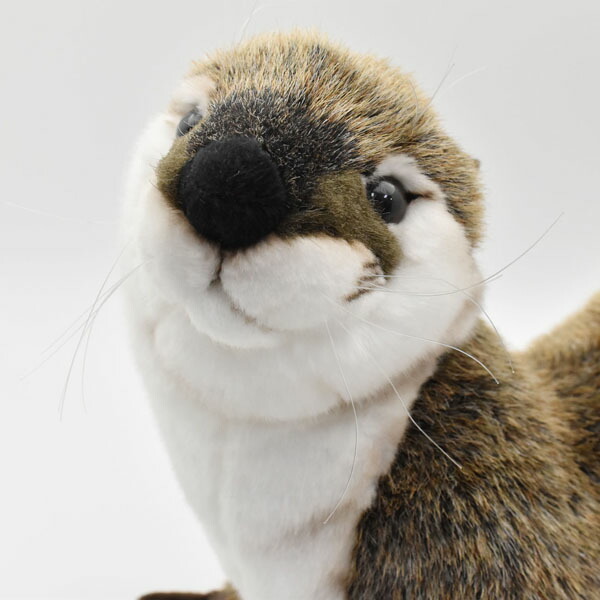 楽天市場】ハンサ【HANSA】リアルぬいぐるみ カワウソ 69cmその表情と