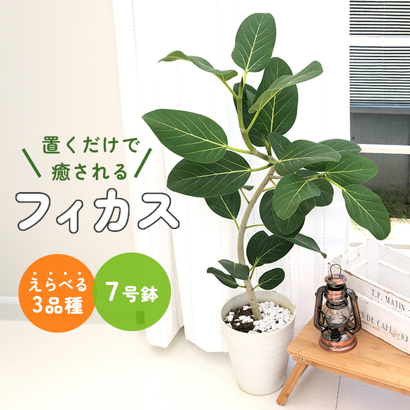 楽天市場】予約販売 観葉植物 選べる フィカス ベンガレンシス