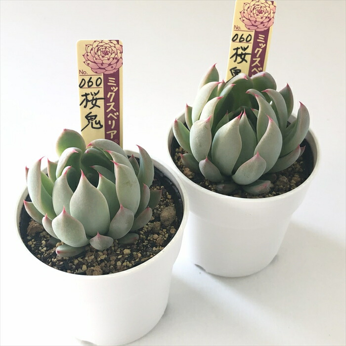 楽天市場】多肉植物 oriミックスベリア No.060 桜鬼 多肉植物 お