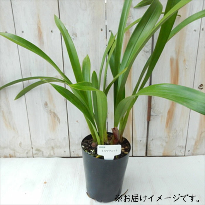 ミスマフェット。花芽2個5鉢セット。蜜蜂誘引蘭。日本蜜蜂 ミスマ