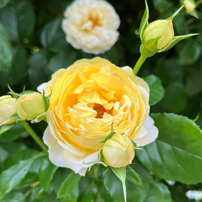 楽天市場】予約販売 バラ苗 バラ大苗 デルバール シャトードゥシュ