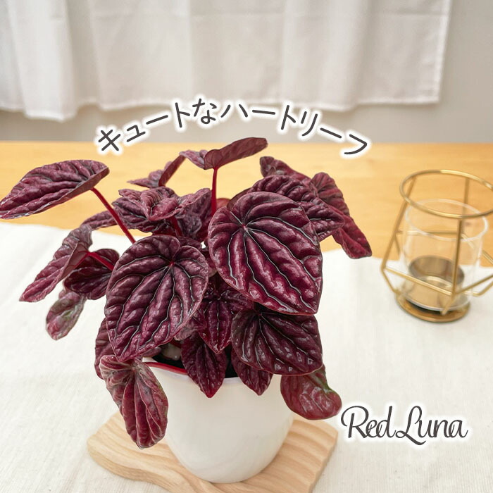 楽天市場】クレマチス 苗 マクロペタラウェッセルトン アトラゲネ系