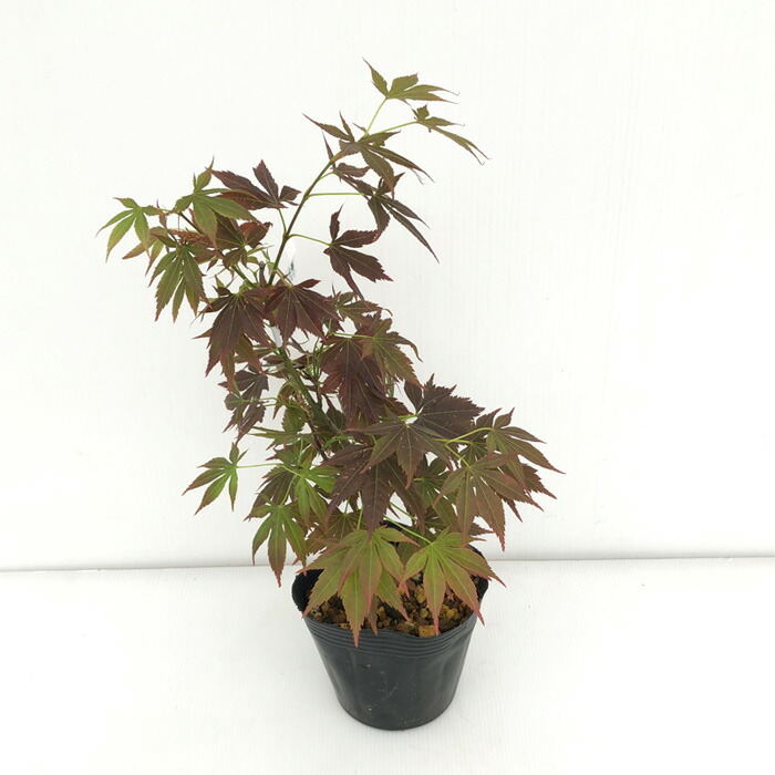 楽天市場】予約販売 もみじ 夕暮 12cmポット 接木苗 紅葉 モミジ 庭木