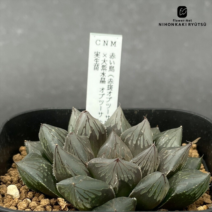 楽天市場】多肉植物 niハオルチア 赤い鳥（赤斑オブツーサ錦）×大紫