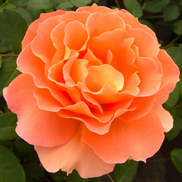 楽天市場】予約販売 バラ苗 バラ大苗 中輪 ブラスバンド 四季咲き 薔薇