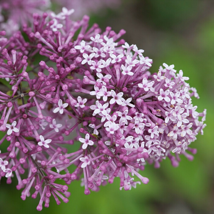 楽天市場】姫ライラック 苗 ペンダ 11cmポット 苗木 花木 prwk