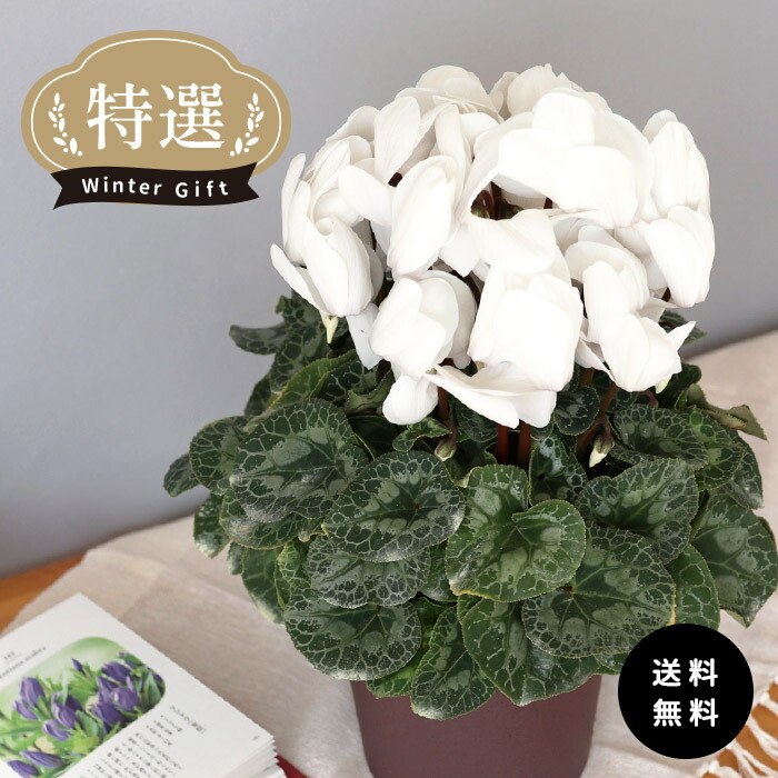 楽天市場】特選 シクラメン パステル ホワイト 5号鉢 送料無料 ますだ