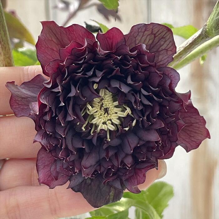 【一点物】広瀬園芸 クリスマスローズ スモーキーブラック 激シブベイン ダブル helleborus ブラック超多弁 ルビーエッジ #helleborus #クリスマス