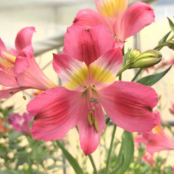 楽天市場】予約販売 アルストロメリア 苗 ピンクスプレー 10.5cmポット