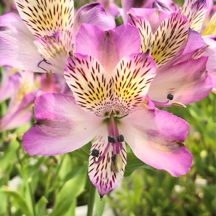 楽天市場】予約販売 アルストロメリア 苗 スカイビーム 10.5cmポット