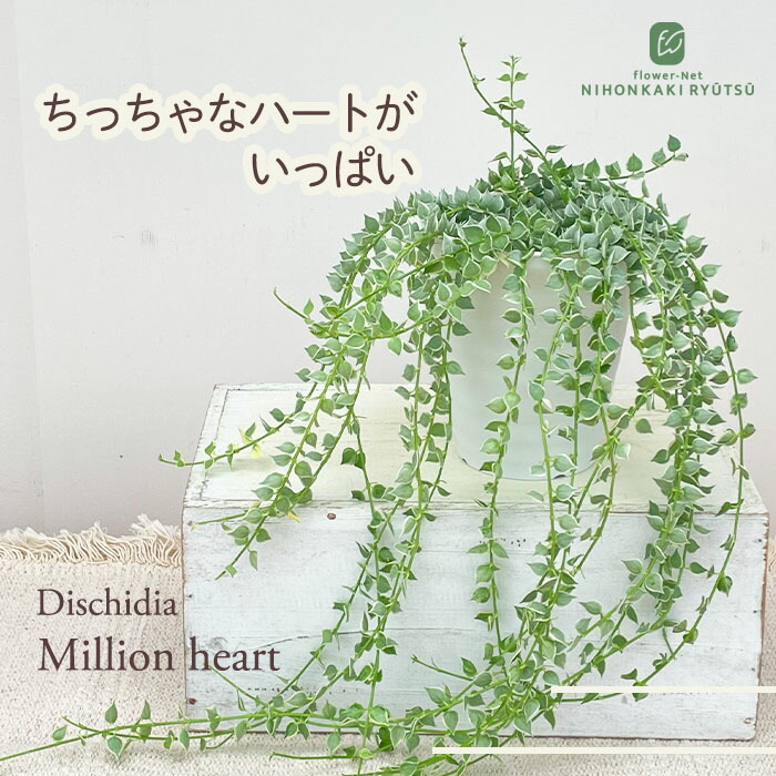 楽天市場】クレマチス 苗 マクロペタラウェッセルトン アトラゲネ系