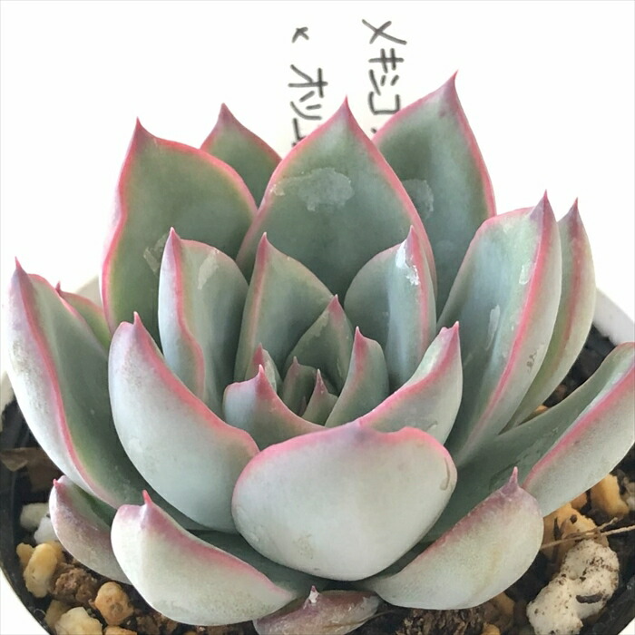 楽天市場】多肉植物 O'sエケベリア メキシコプリドニス×ホリコロ 多肉