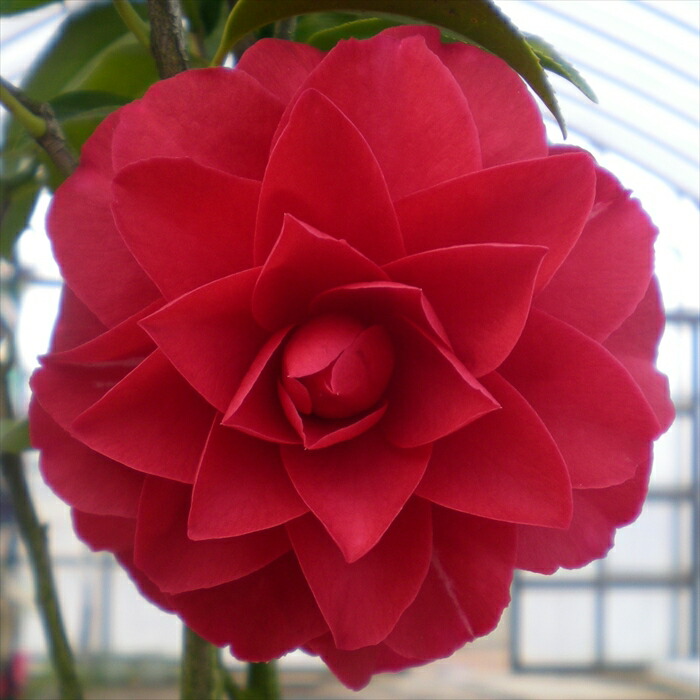 楽天市場】雪椿 八重咲き椿 くす玉 12cmポット 開花予定株 八重咲き椿