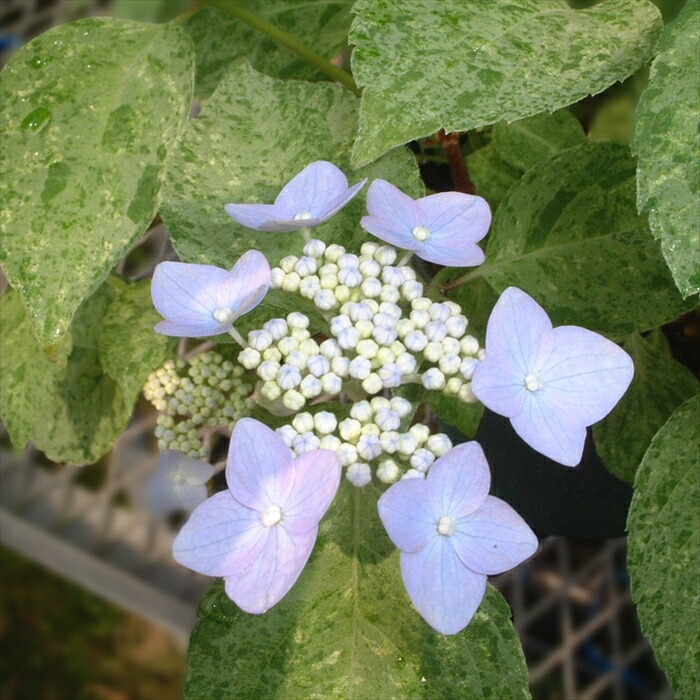 楽天市場】【まもなく締め切り】 予約販売 山アジサイ 九重山 9cm