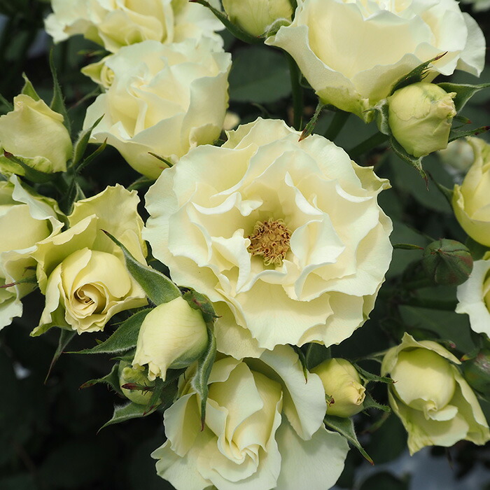 楽天市場】予約販売 バラ 苗 バラ 新苗 中輪 緑光 四季咲き 薔薇 ばら