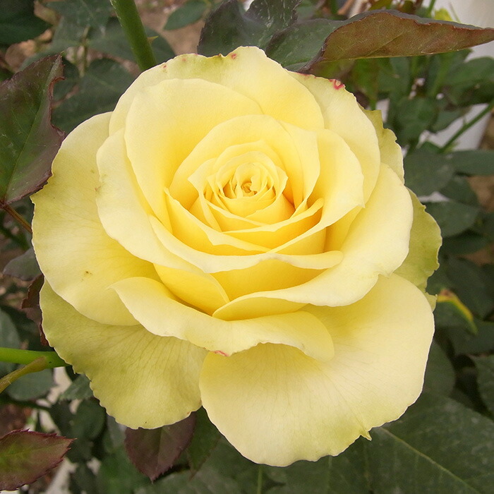 楽天市場】予約販売 バラ 苗 バラ 新苗 大輪 セイントパトリック