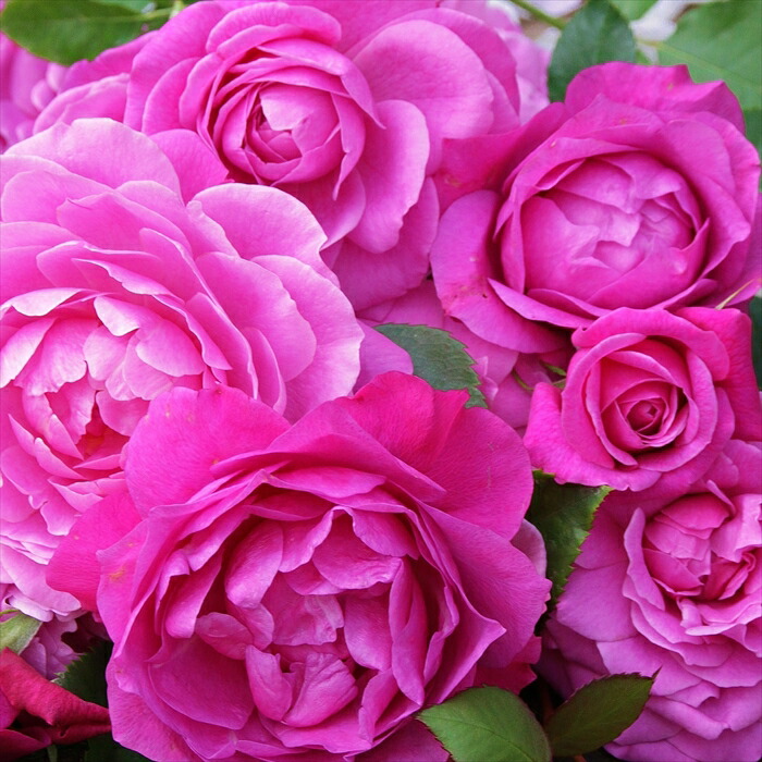 楽天市場】予約販売 バラ 苗 バラ 新苗 京阪園芸 フィネス 四季咲き