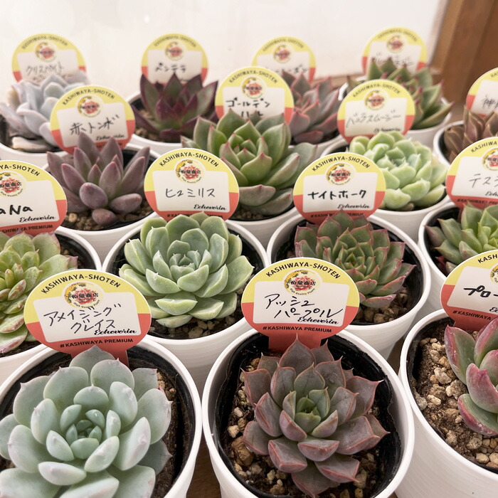楽天市場】予約販売 多肉植物 kswエケベリア 柏屋商店さん苗5個セット
