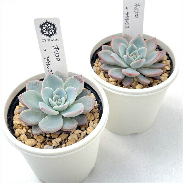 楽天市場】多肉植物 O'sエケベリア ホリコロ×ラウレンシス 多肉植物