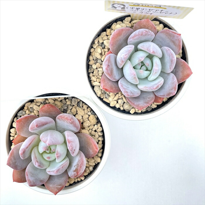 楽天市場】多肉植物 annaエケベリア （中里リンゼアナ×コロラータ