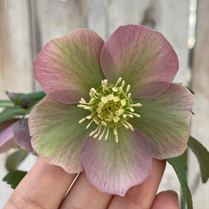 楽天市場】クリスマスローズ 広瀬園芸 セレクトシングル バイカラー