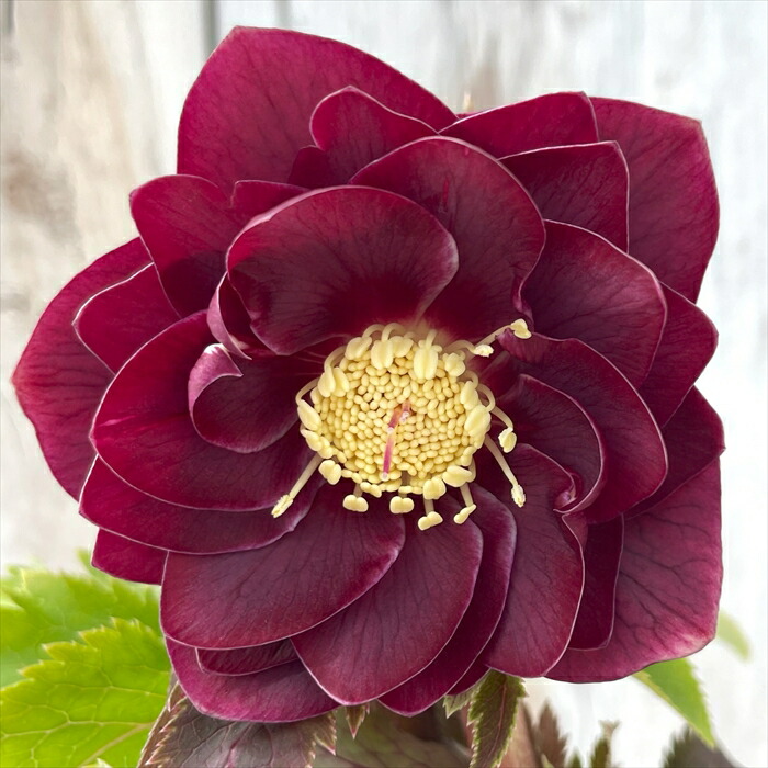 楽天市場】クリスマスローズ 広瀬園芸 美艶 レッド 強グロス オーレア