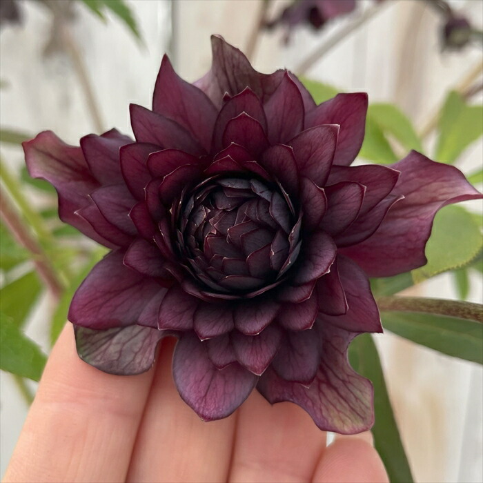 楽天市場】 クリスマスローズ > 開花株 > 広瀬園芸 : フラワーネット