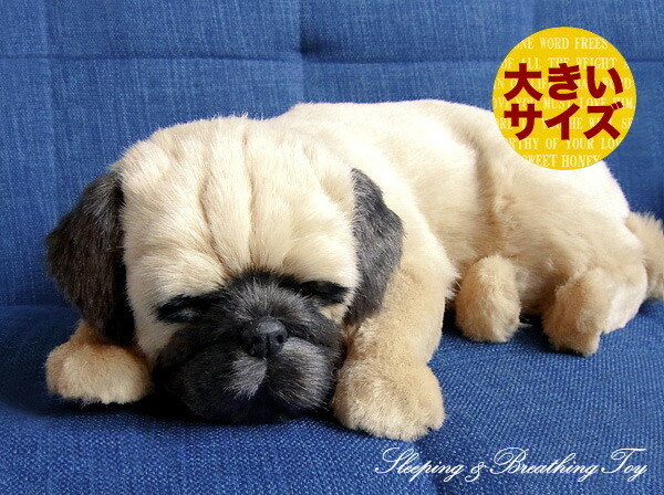 楽天市場】眠るように呼吸する パーフェクトペット (大サイズ) パグ