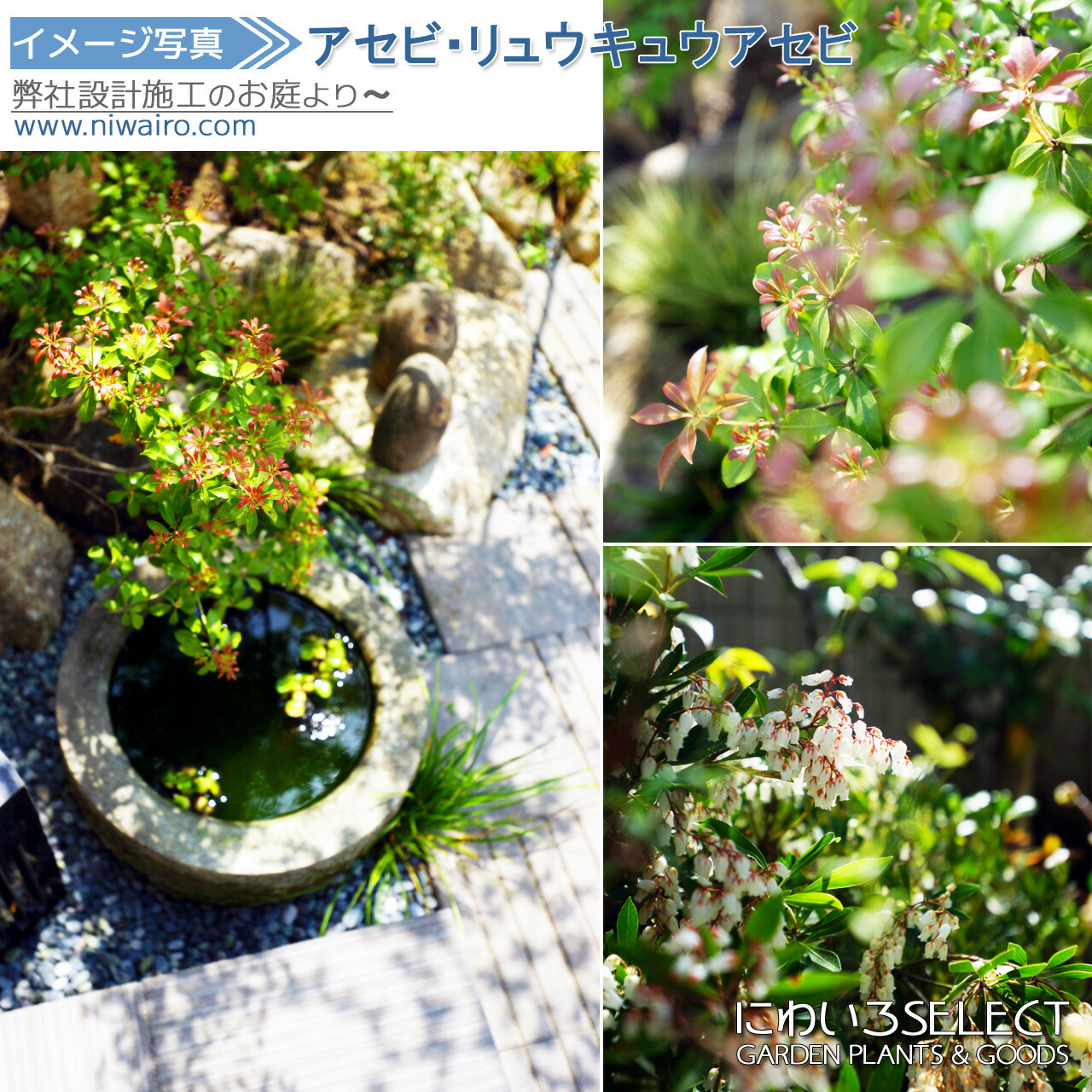 楽天市場】山採り【アセビ】 株立ち 自然樹形 樹高H≒145 × 枝張W