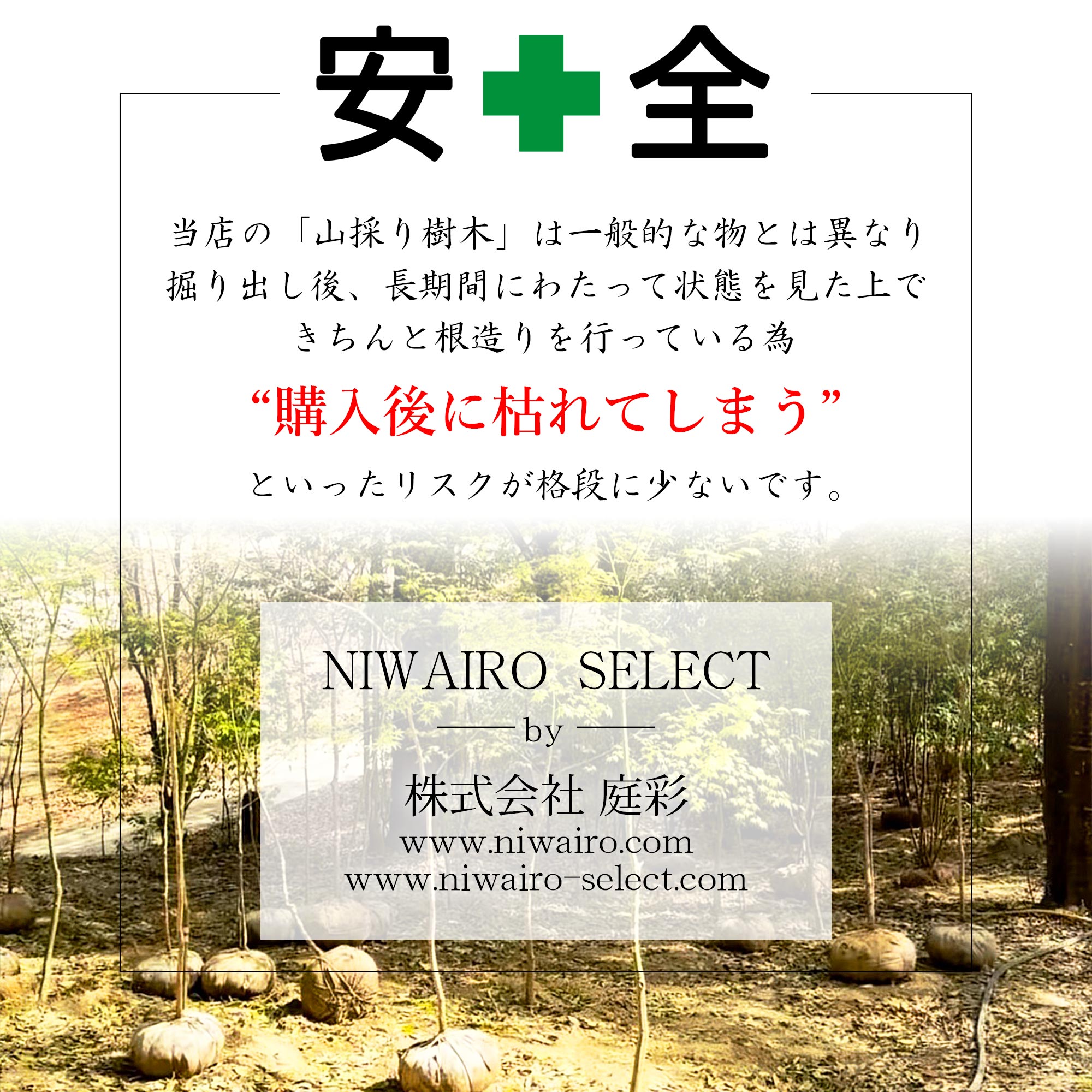 楽天市場】【現品】山採り【ハイノキ】株立ち 自然風樹形 樹高H≒285
