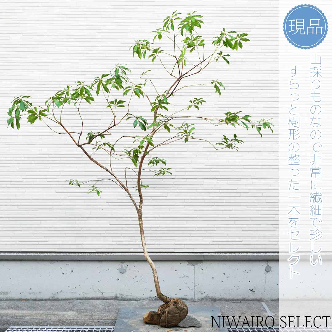 楽天市場】【現品】山採り【アセビ】白花 馬酔木 自然風樹形 樹高H