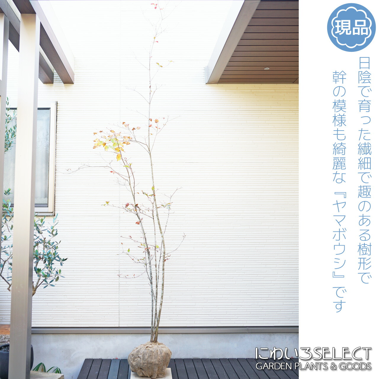 楽天市場】山採り【ヤマボウシ】 株立ち 自然樹形 樹高H≒290 × 枝張W