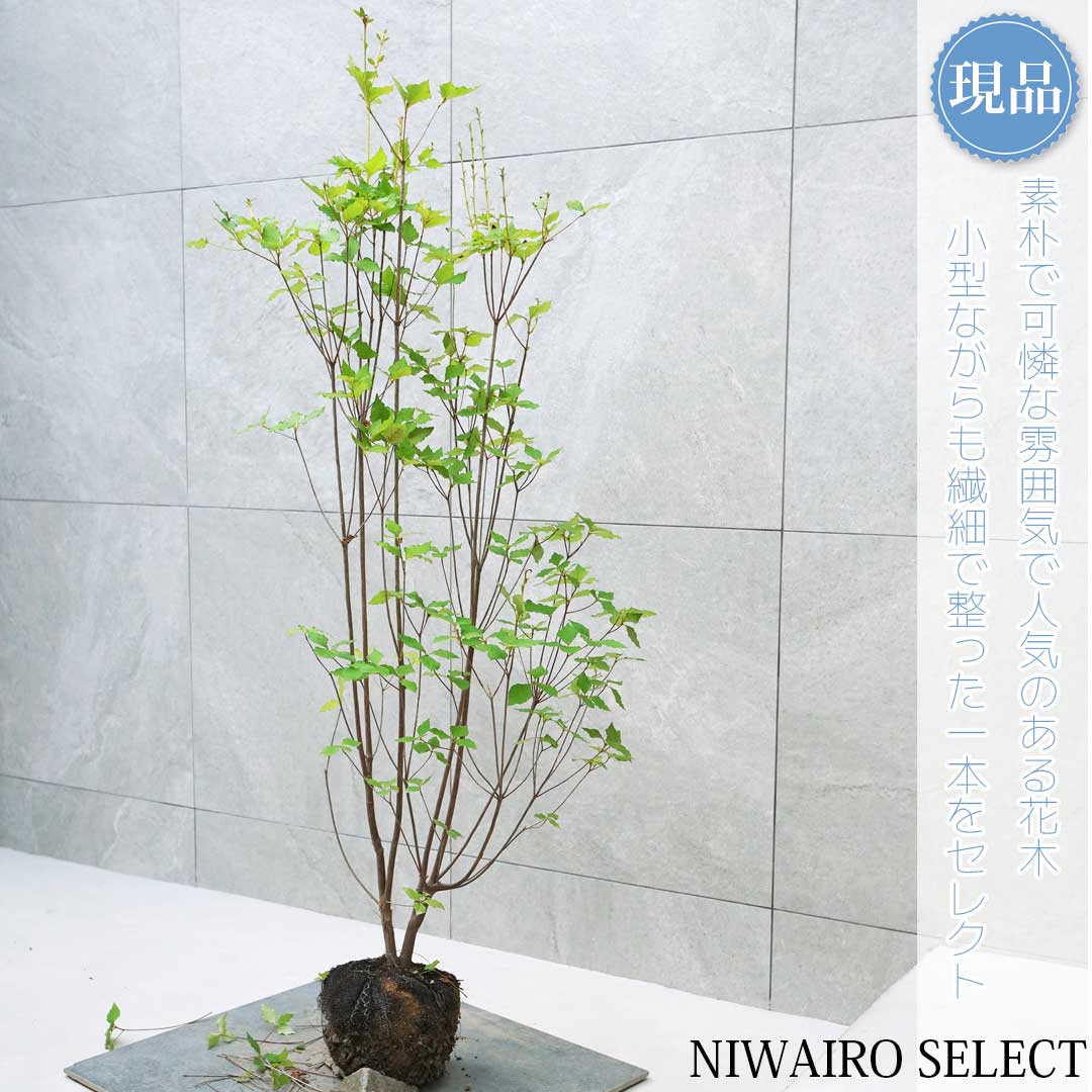 楽天市場】【ミツバツツジ】三つ葉躑躅 株立ち 自然風樹形 樹高H≒130