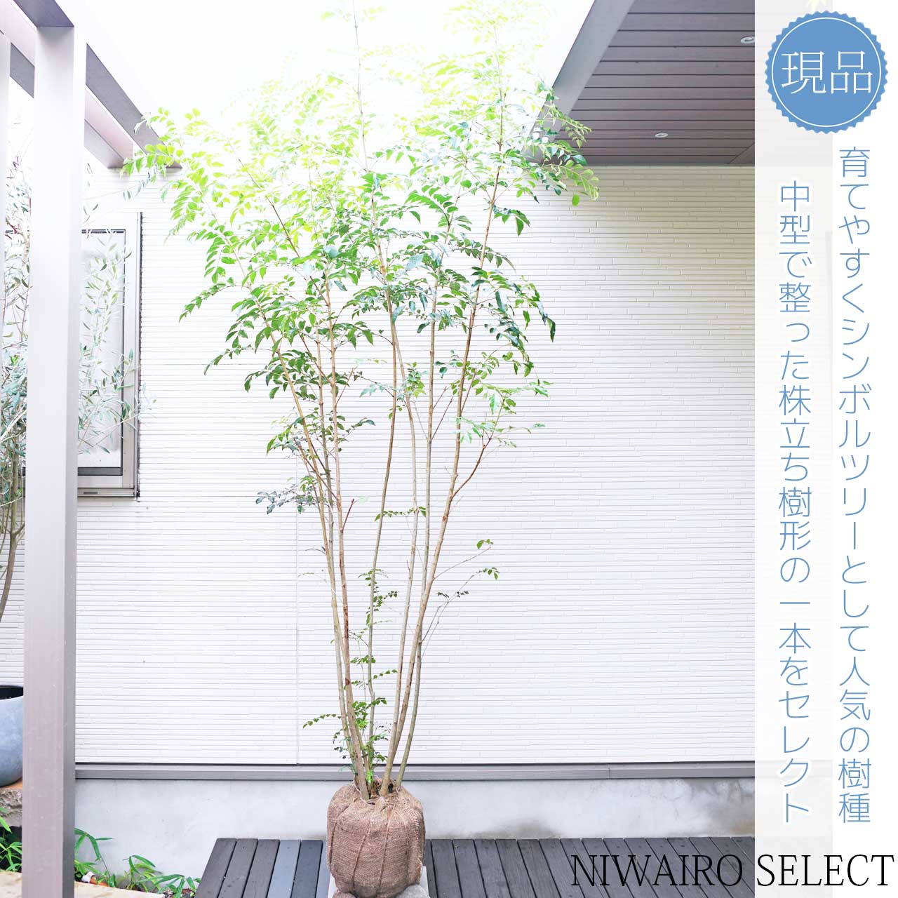 楽天市場】【シマトネリコ】 株立ち 自然樹形 樹高H≒265 × 枝張W