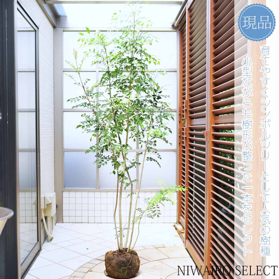 楽天市場】【シマトネリコ】 株立ち 自然風樹形 樹高H≒185 × 枝張W