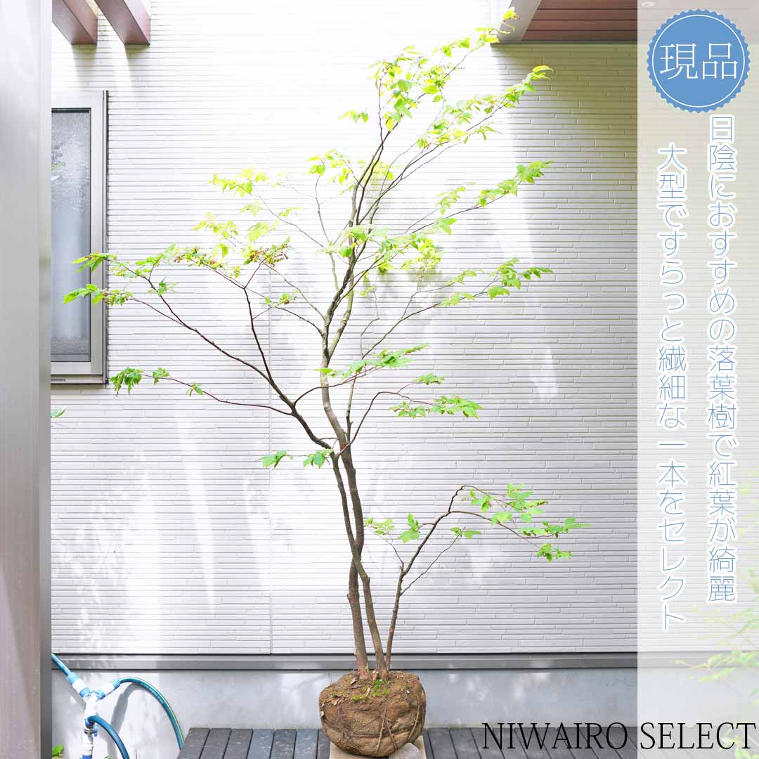 楽天市場】【ナツハゼ】 夏櫨 株立ち 自然風樹形 樹高H≒200 × 枝張W