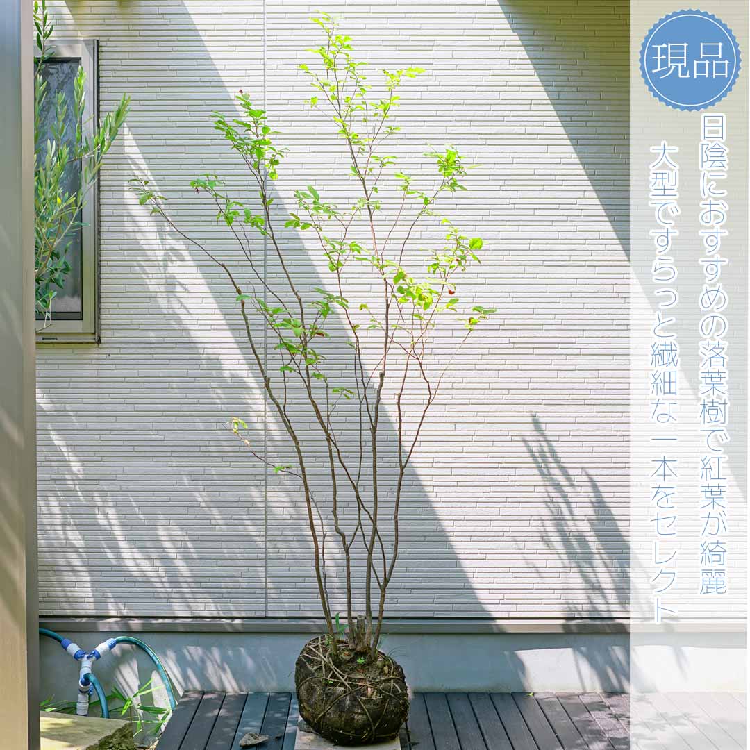 楽天市場】【現品】山採り【ナツハゼ】夏櫨 株立ち 自然風樹形 樹高H