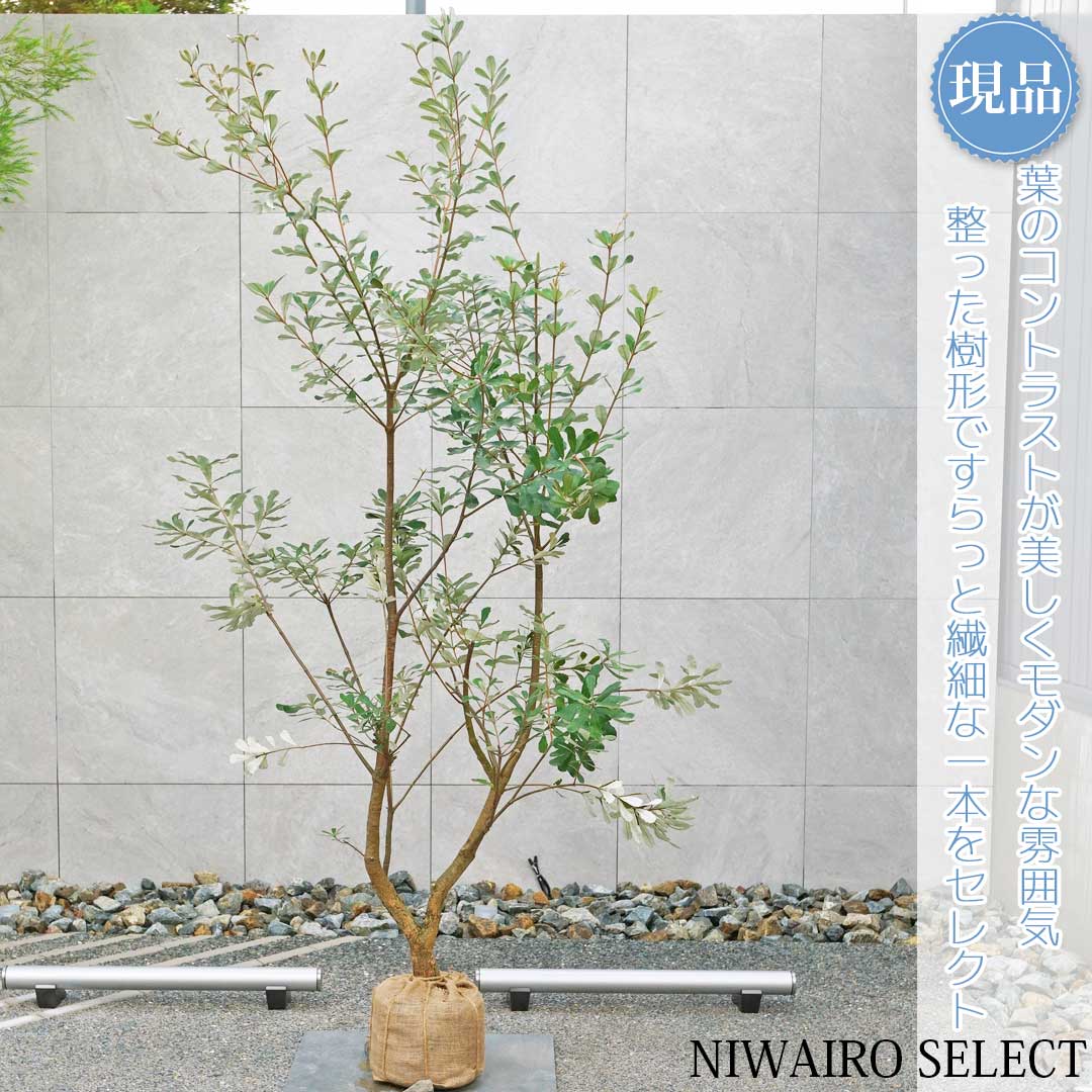 植木 盆栽 バンクシア」の人気商品一覧 | 安い商品を通販サイトから