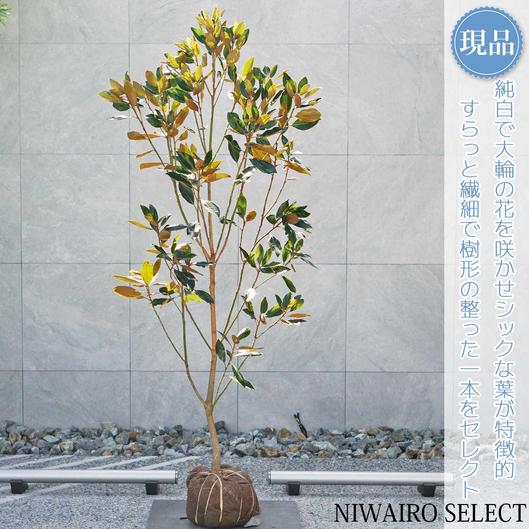 楽天市場】【現品】【リトルジェム】タイサンボク 矮性 自然風樹形