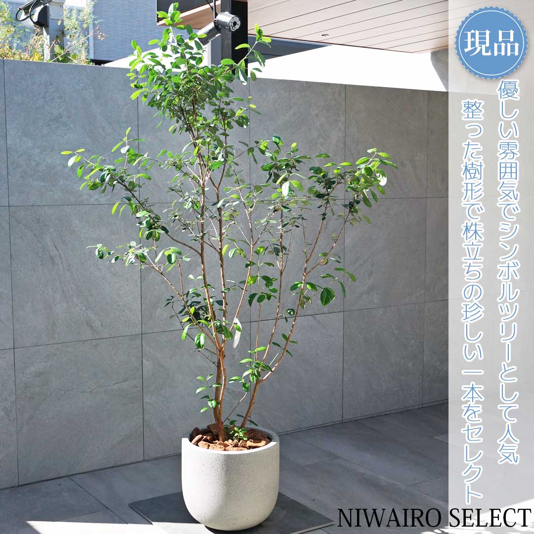 楽天市場】フェイジョア株立ちの通販