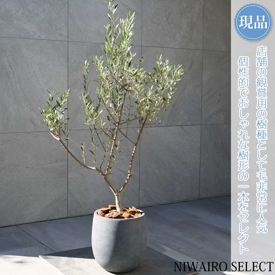楽天市場】【現品】鉢植え【オリーブの木】ミッション 自然風樹形 全高