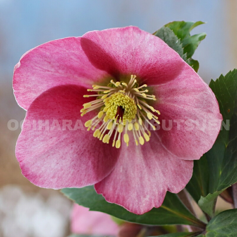 楽天市場】クリスマスローズ 'マダム ラモニエ' 大苗（5号） : お