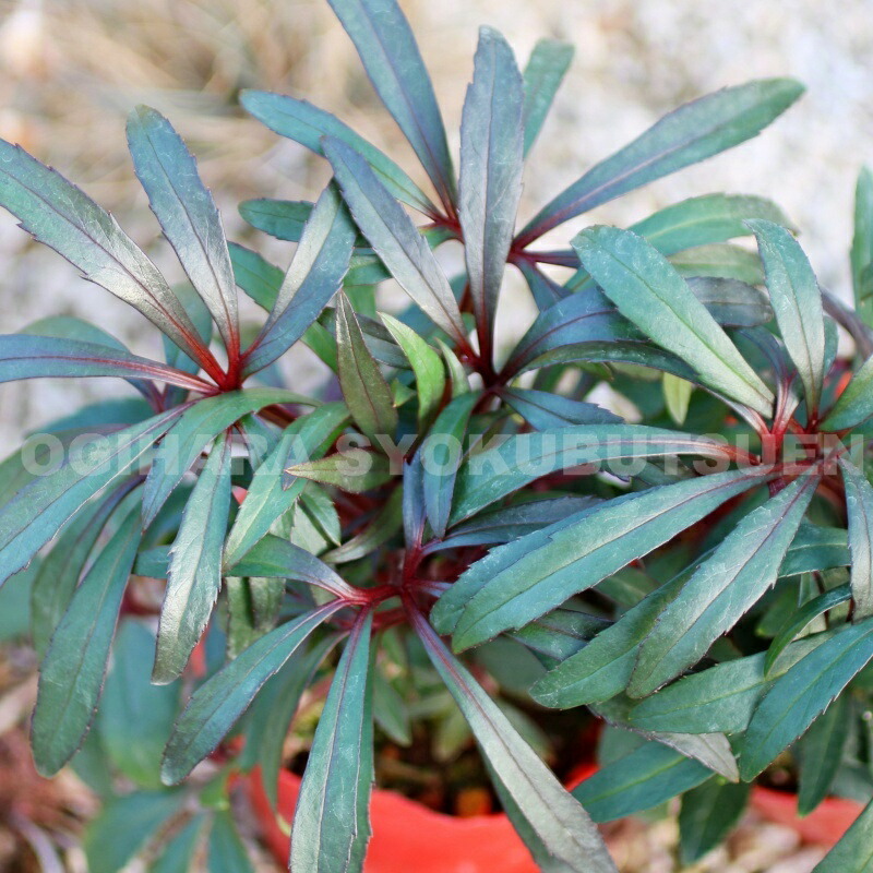 楽天市場】クリスマスローズ チベタヌスの通販