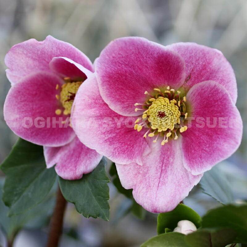 楽天市場】クリスマスローズ 雪の妖精 'リバ' 大苗（6号） : おぎはら