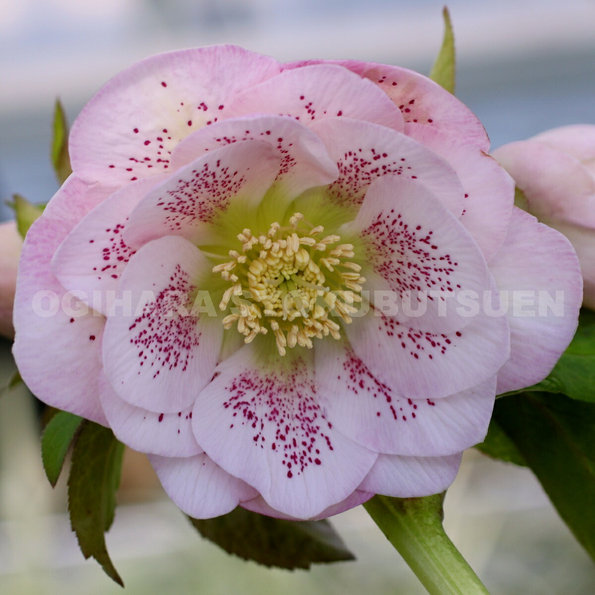 楽天市場】クリスマスローズ ピンク スポット ダブル 大苗 : おぎはら