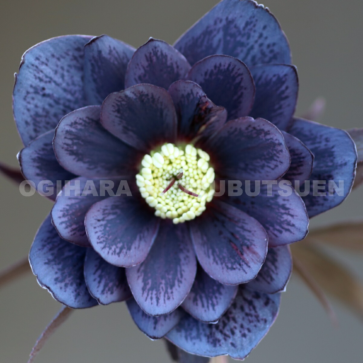 楽天市場】クリスマスローズ スモーキー ブルー ダブル 大苗 : お