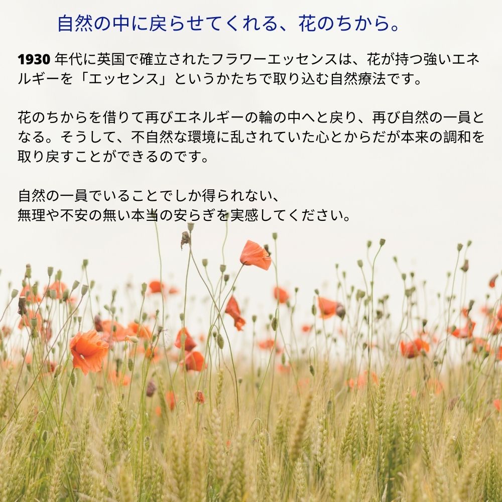 楽天市場】ミムラス ヒーリングハーブス フラワーエッセンス フラワー