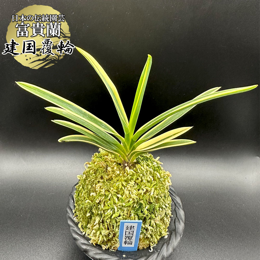 楽天市場】富貴蘭 風蘭 蘭 建国覆輪 【現品】 ケンコクフクリン 1本立